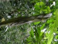 Tn 0956 DSC00131